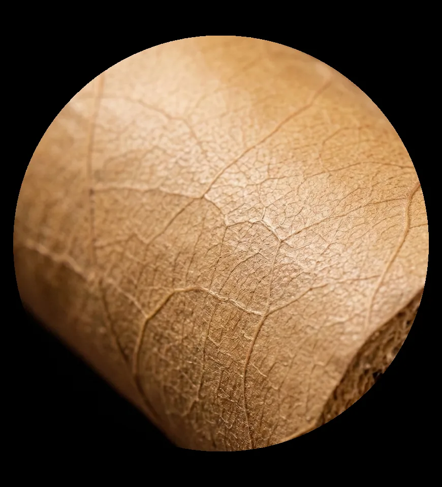 Volado tobacco leaf media