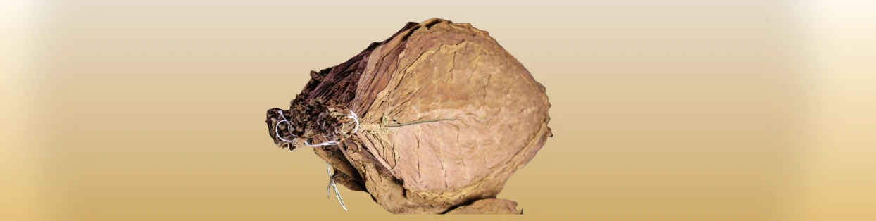 Whole tobacco leaf with visible vein and stem on a light contrast background